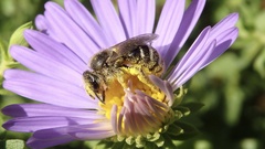 Lasioglossum leucozonium