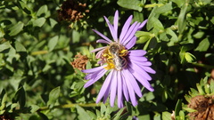 Lasioglossum leucozonium