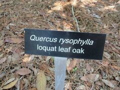 Quercus rysophylla