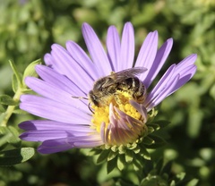 Lasioglossum leucozonium
