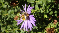 Lasioglossum leucozonium