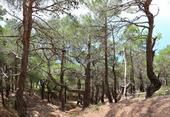 Pinus brutia pityusa