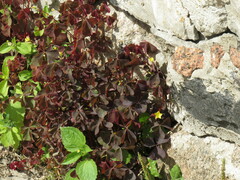 Oxalis stricta rufa