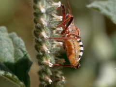 Rhynocoris erythropus
