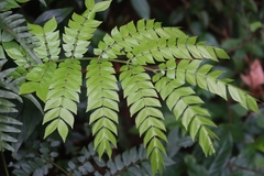 Archidendron clypearia