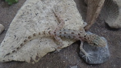 Cyrtopodion hormozganum