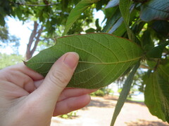 Quercus rysophylla