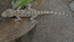 Cyrtopodion hormozganum