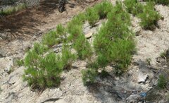 Pinus brutia pityusa