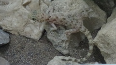 Cyrtopodion hormozganum