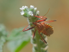 Rhynocoris erythropus