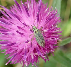 Oncotylus viridiflavus