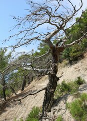 Pinus brutia pityusa