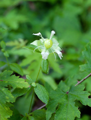 Silene baccifera japonicus