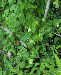 Silene baccifera japonicus