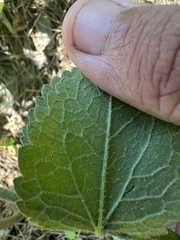 Eupatorium pubescens