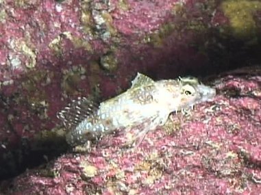 Thornback sculpin (Paricelinus hopliticus) — Cottidae — 2