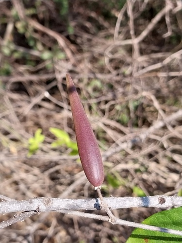 Gymnema sylvestre iNat (2)