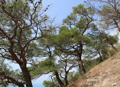 Pinus brutia pityusa