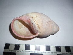 Megalobulimus haemastomus