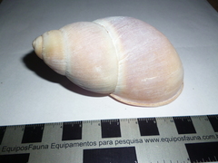Megalobulimus haemastomus