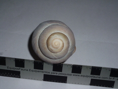 Megalobulimus haemastomus