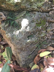 Asplenium heterochroum