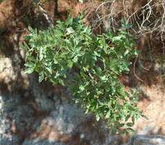 Pistacia atlantica mutica