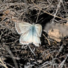Polyommatus albicans