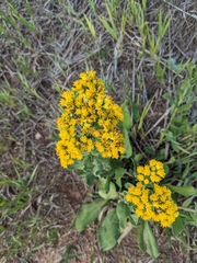 Solidago mollis