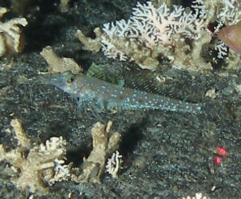 Thornback sculpin (Paricelinus hopliticus) — Cottidae