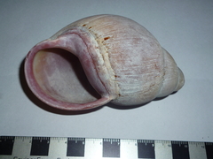 Megalobulimus oblongus musculus