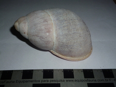 Megalobulimus oblongus musculus