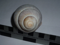 Megalobulimus oblongus musculus