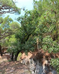 Pistacia atlantica mutica