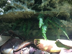 Asplenium heterochroum