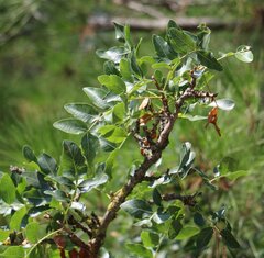 Pistacia atlantica mutica
