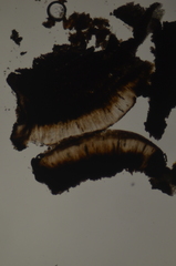 Rhizocarpon hensseniae