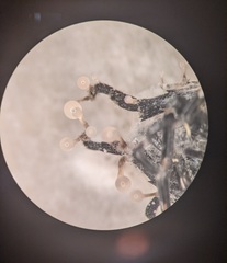 Stilbella