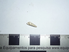Leptinaria