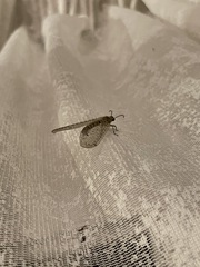 Distoleon tetragrammicus