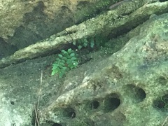 Asplenium heterochroum