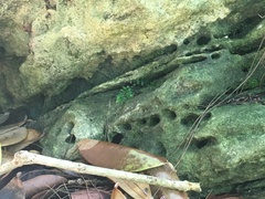 Asplenium heterochroum