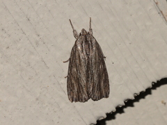 Acronicta lithospila