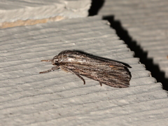Acronicta lithospila