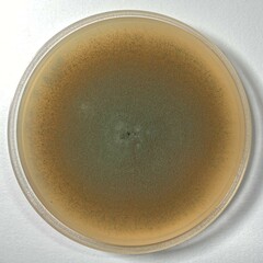 Penicillium chrysogenum