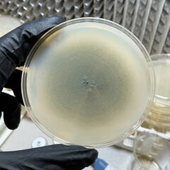 Penicillium chrysogenum