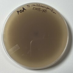 Penicillium chrysogenum