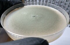 Penicillium chrysogenum