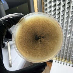 Penicillium chrysogenum